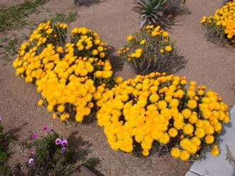 lampranthus-aureus.jpg