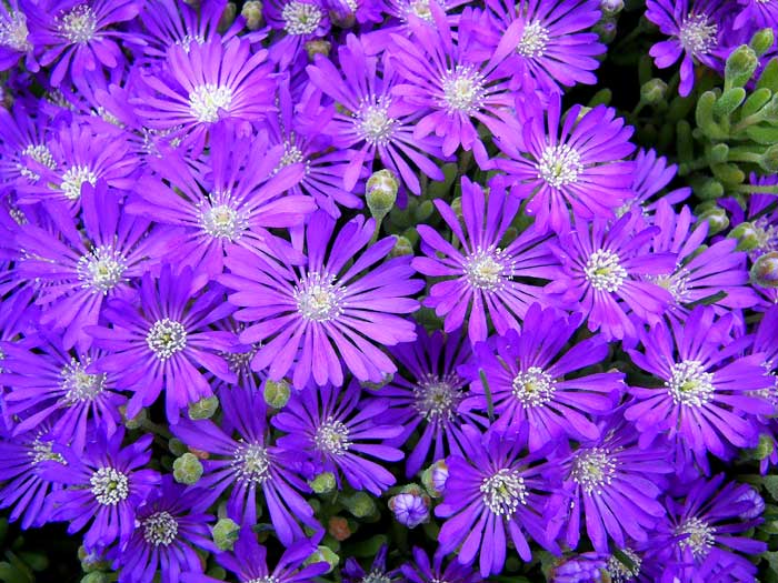 lampranthus.jpg