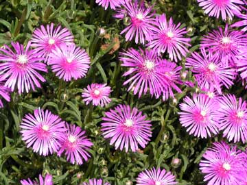 lampranthus-spectabilis.jpg