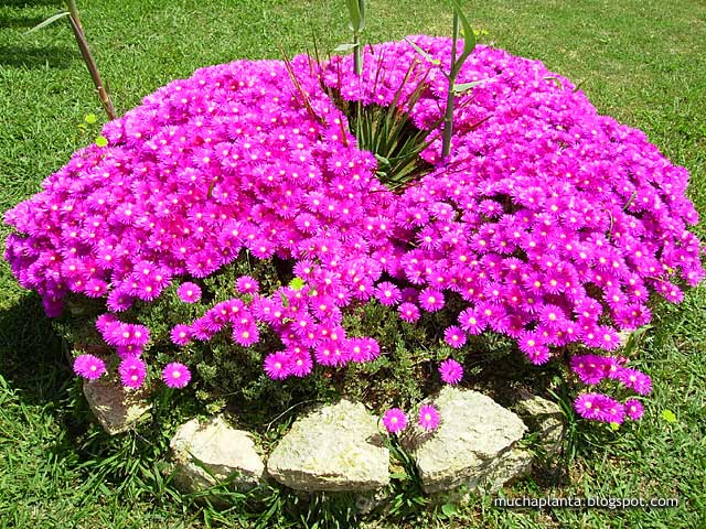 Lampranthus_multiradiatus.jpg