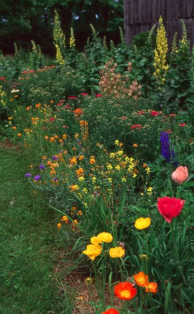 landscape-poppies.jpg