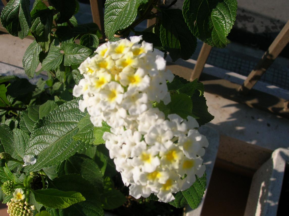 lantana%20blanca-1.JPG