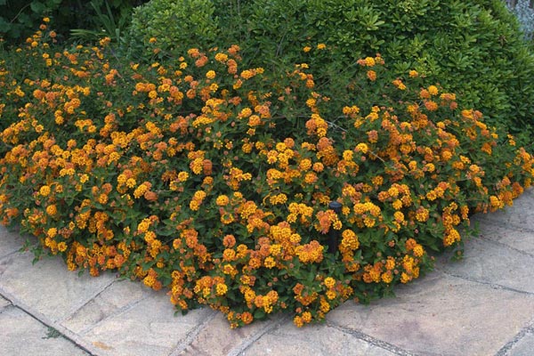 lantana-camara-3.jpg