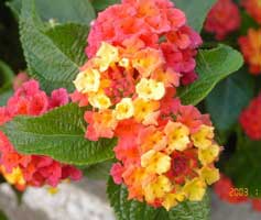 lantana-camara-bonsai-2.jpg