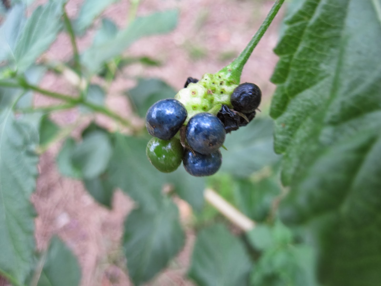 Lantana+camara+fruto.JPG