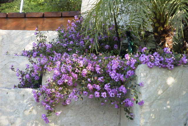 LANTANA.JPG