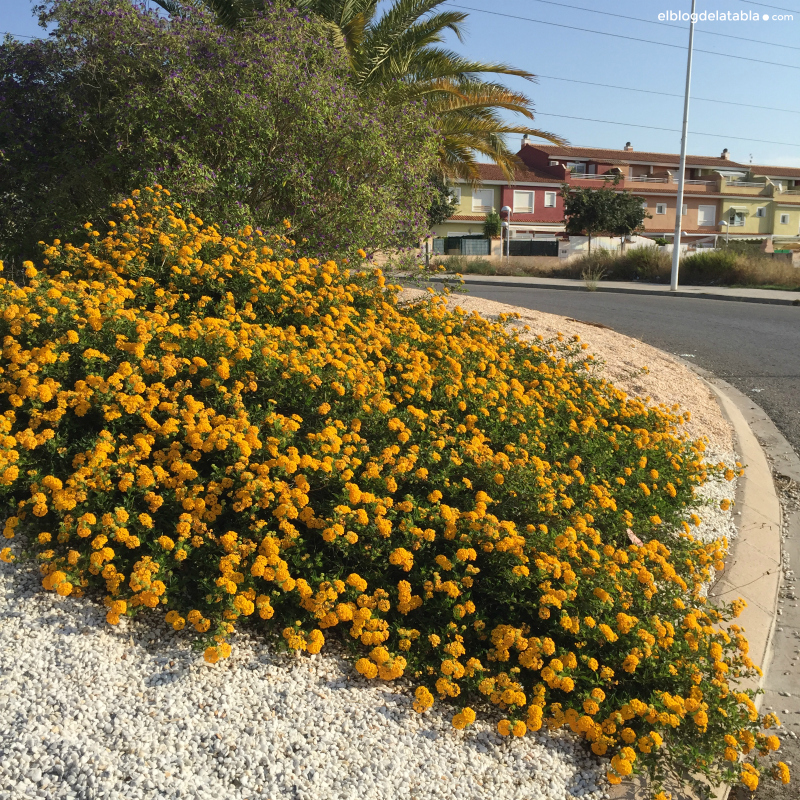 lantana-montevidensis-rotonda%2B6.jpg