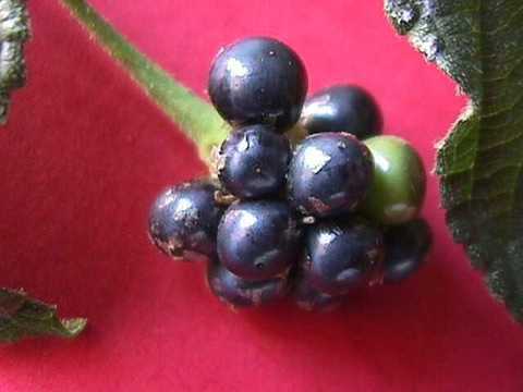 Lantana_camara_05.jpg