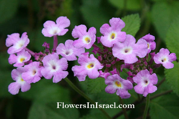 Lantana_montevidensis_flower.jpg