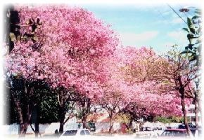 lapacho%2520rosado.jpg