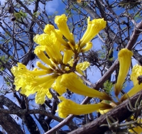 lapacho-amarillo-02.jpg