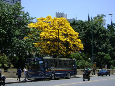 lapachoamarillo.jpg
