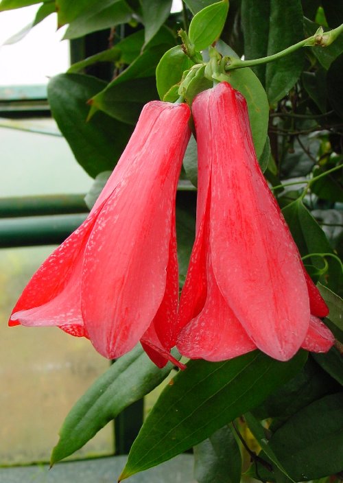 Lapag%20rosea.jpg
