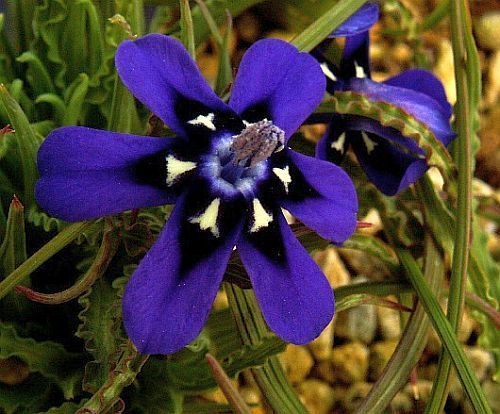 Lapeirousia_oreogena1.jpg