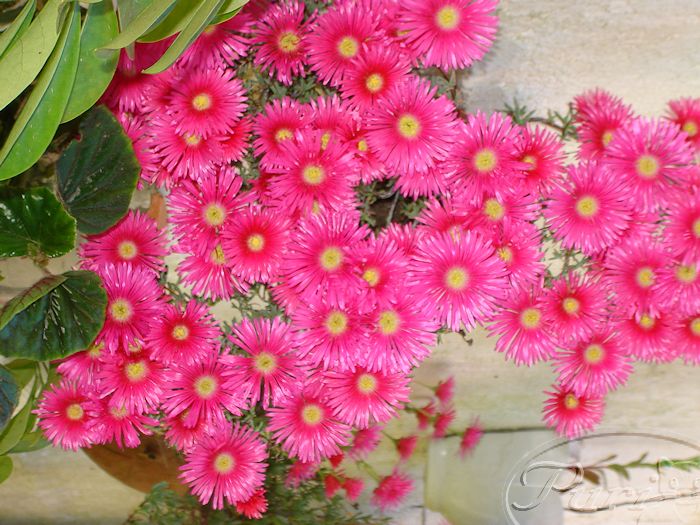 lapranthus+en+flor.JPG