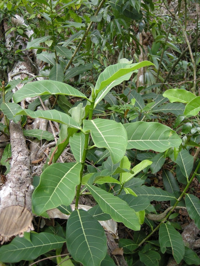 Large-leaved-Fig-Tree-Ficus-lapathifolia.jpg