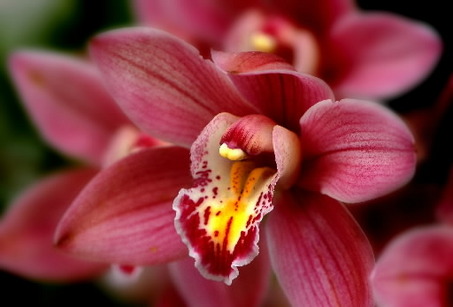 large_hort25.jpg