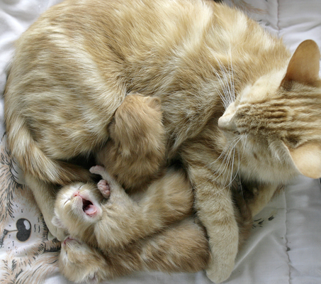 large_kittens.jpg