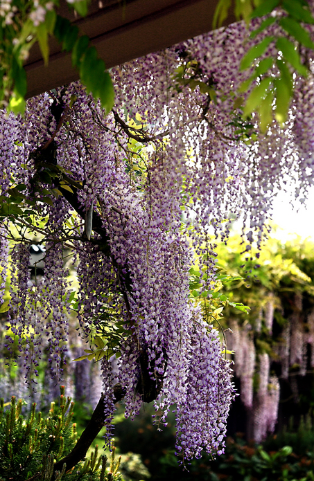 large_wisteria.jpg