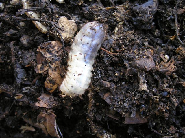 larva%201.jpg
