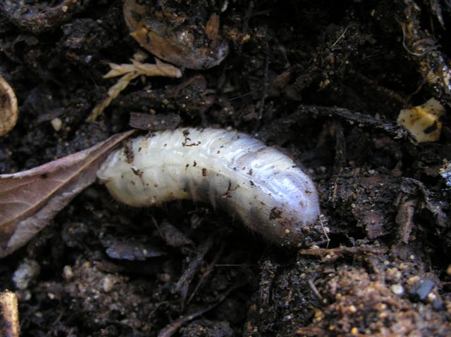 larva%202.jpg