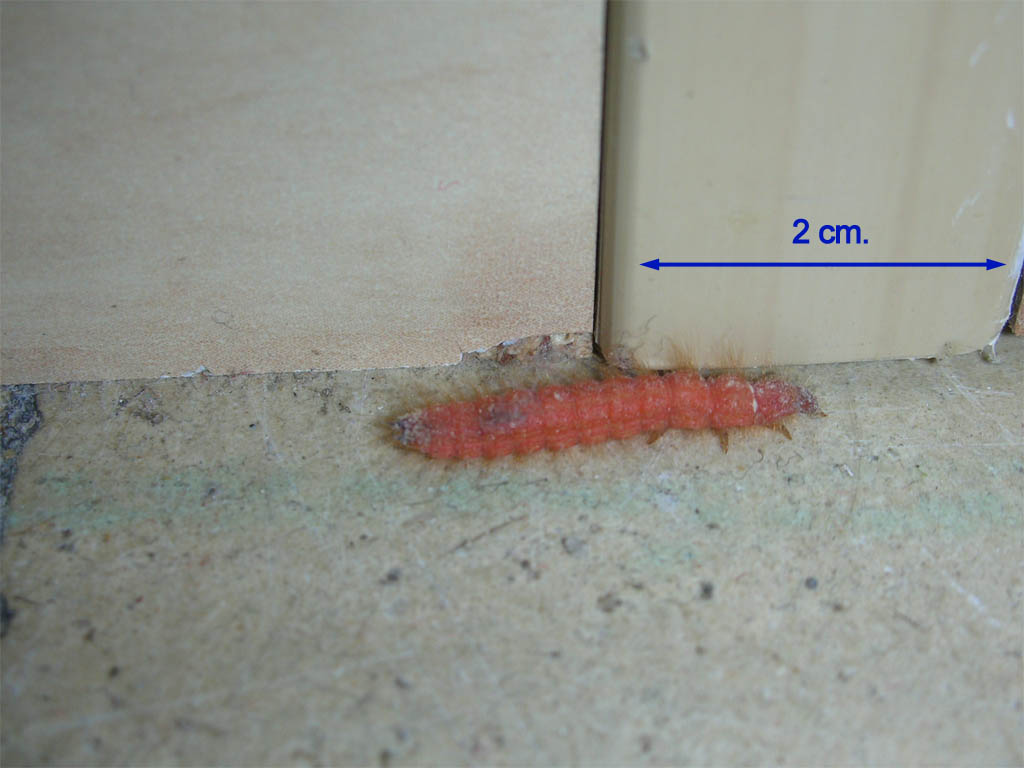 larva%7E0.jpg