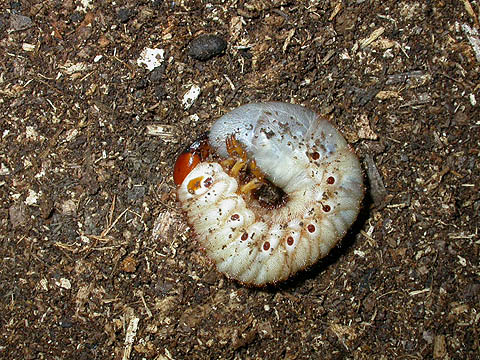 larva.jpg