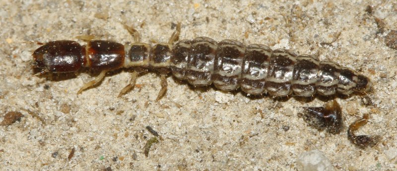 larva_6391.jpg