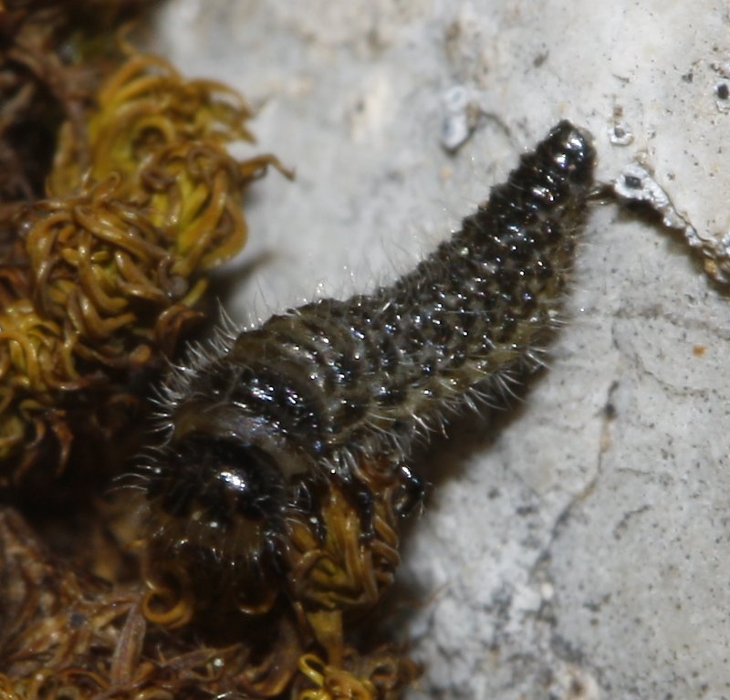 larva_8037.jpg
