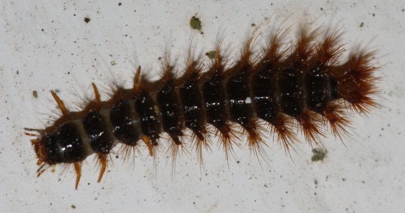 larva_escarabajo_2003.jpg