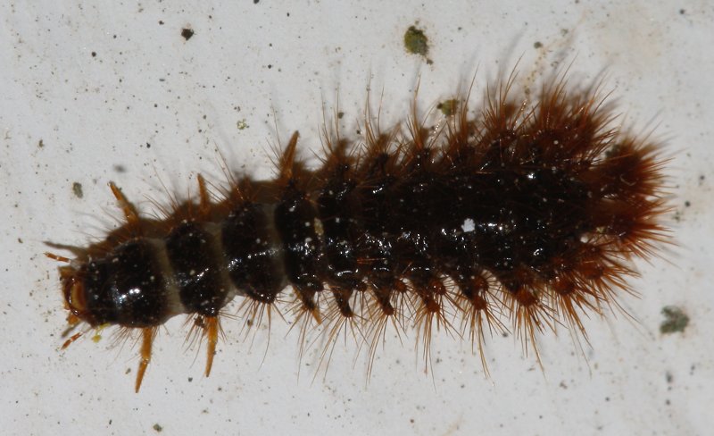 larva_escarabajo_2004.jpg