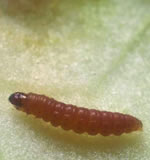 larvacarpocapsadragraci.jpg