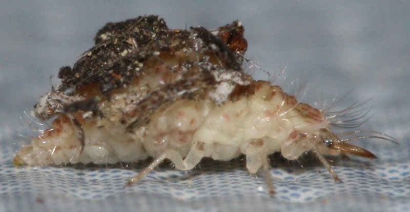 larvacrisopa.jpg