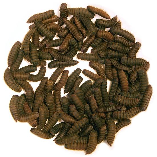 larvamoscasoldado1761.jpg