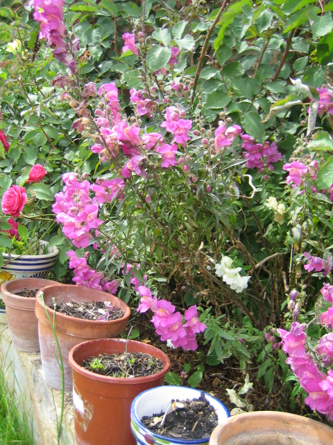 las%20m%E1s%20viejas-fucsias.JPG