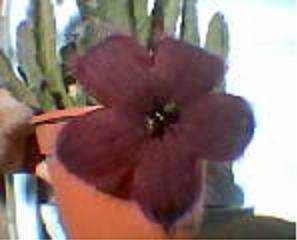 las%20moscas%20y%20mi%20stapelia.JPG