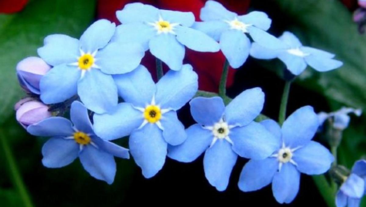 las-mejores-flores-de-primavera-ilersisorg_1968867.jpg