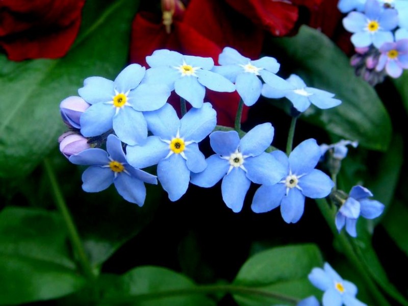 las-mejores-flores-de-primavera-Myosotis-sylvatica-Nomeolvides-800x600.jpg