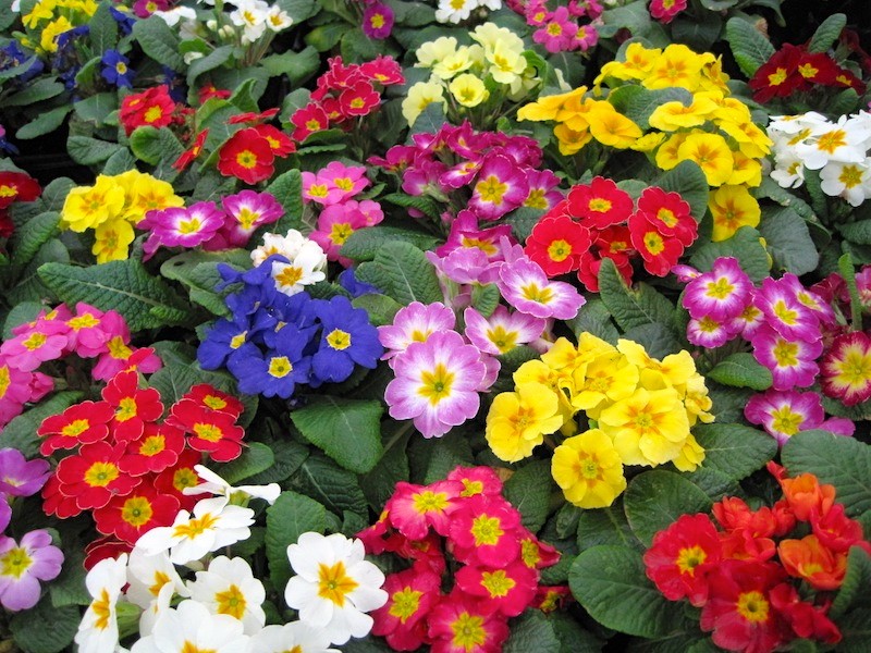 las-mejores-flores-de-primavera-primulas-primaveras-800x600.jpg