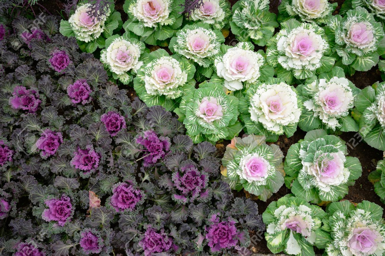 las-plantas-de-exterior-que-aguantan-el-frio-invierno-col-ornamental.jpg