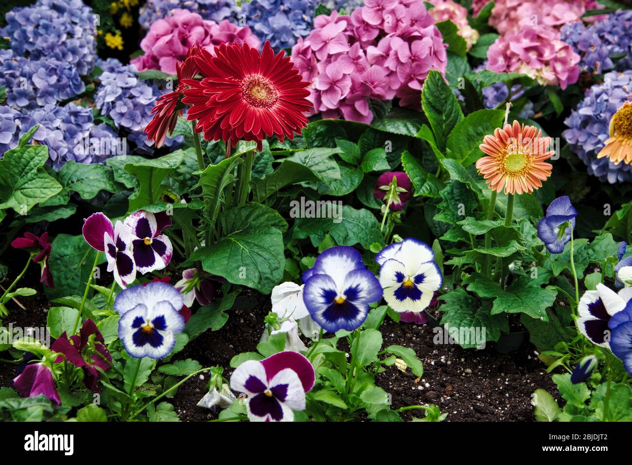 las-plantas-y-las-flores-florecen-dentro-de-un-invernadero-toronto-ontario-canada-2bjdjt2.jpg