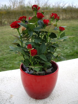 las-rosas-de-pitimini-una-flor-ideal-para-el-interior-de-nuestra-casa_0soi1.jpg