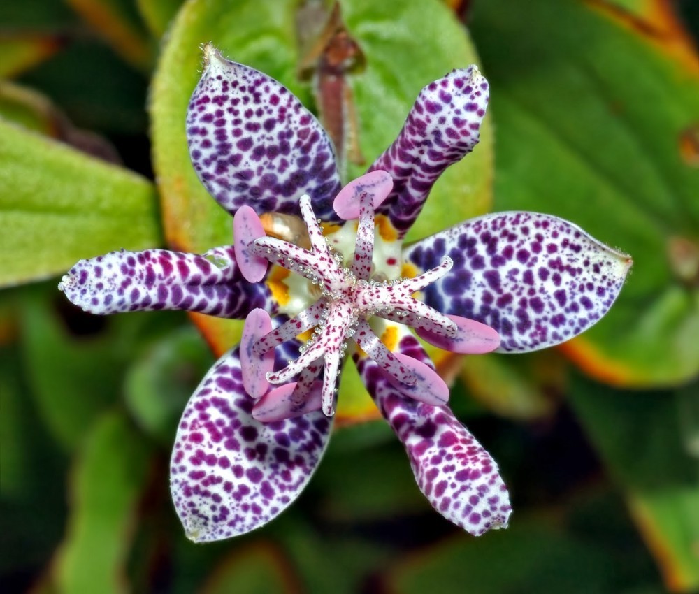 Las_15__flores_m%C3%A1s_ex%C3%B3ticas_del_mundo_.jpg