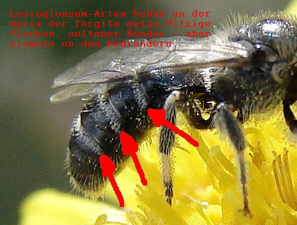 Lasioglossum-Tergite.jpg