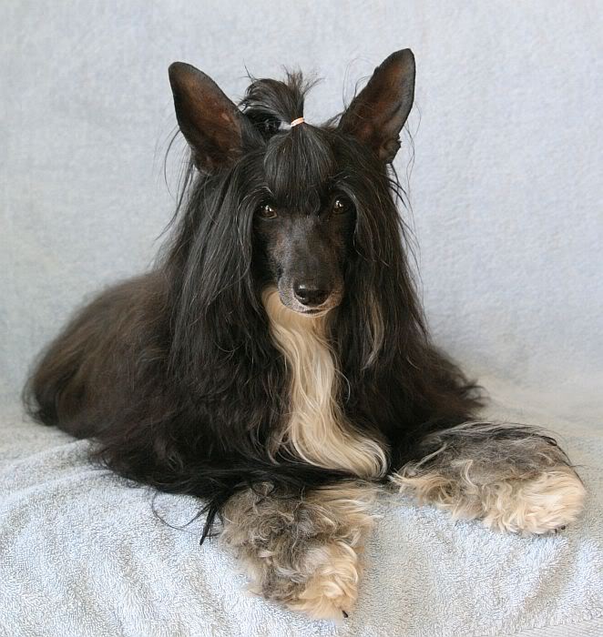 laska3.jpg