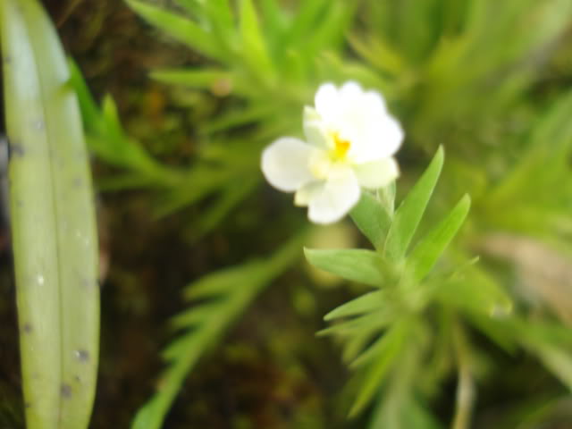 lasotras002.jpg