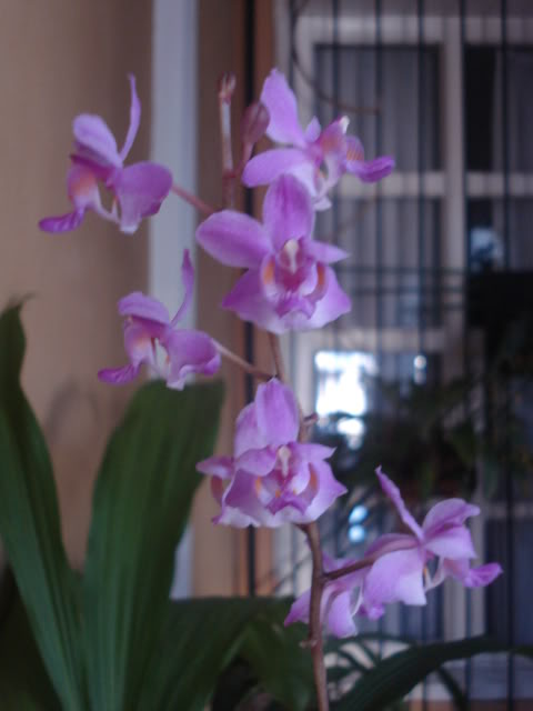 lasotras049.jpg