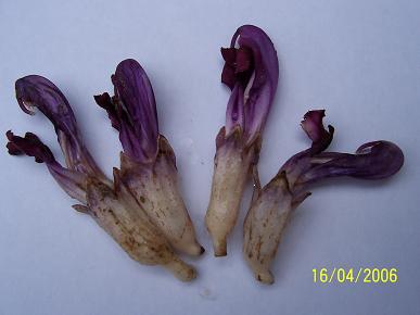 Lathraea%20clandestina.JPG