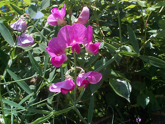 lathyrus.jpg