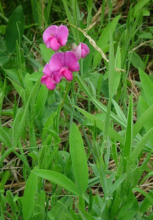 Lathyrus+latifolius.bmp.jpg